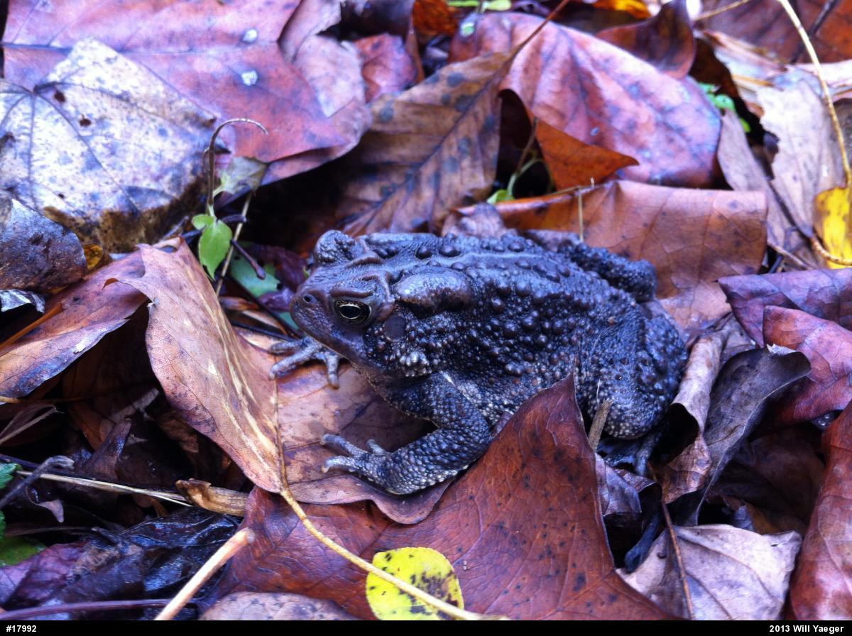 Eastern American Toad