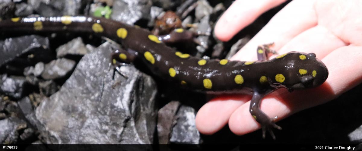 Spotted Salamander