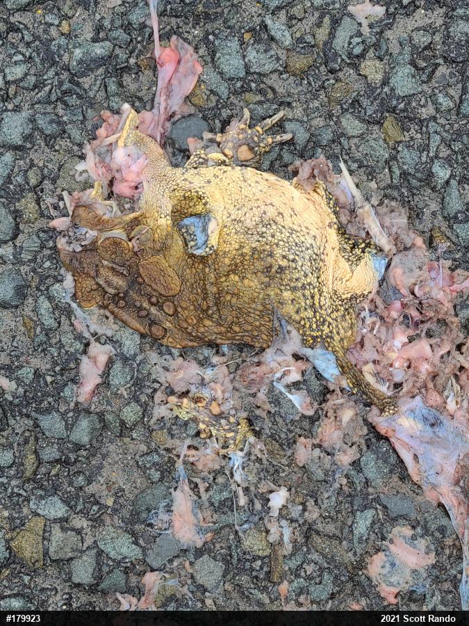 Eastern American Toad