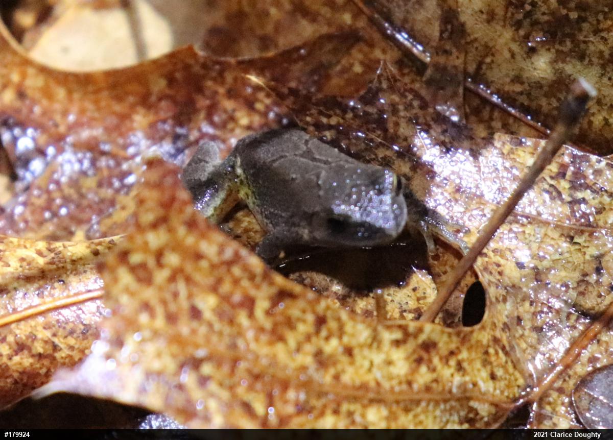 Spring Peeper