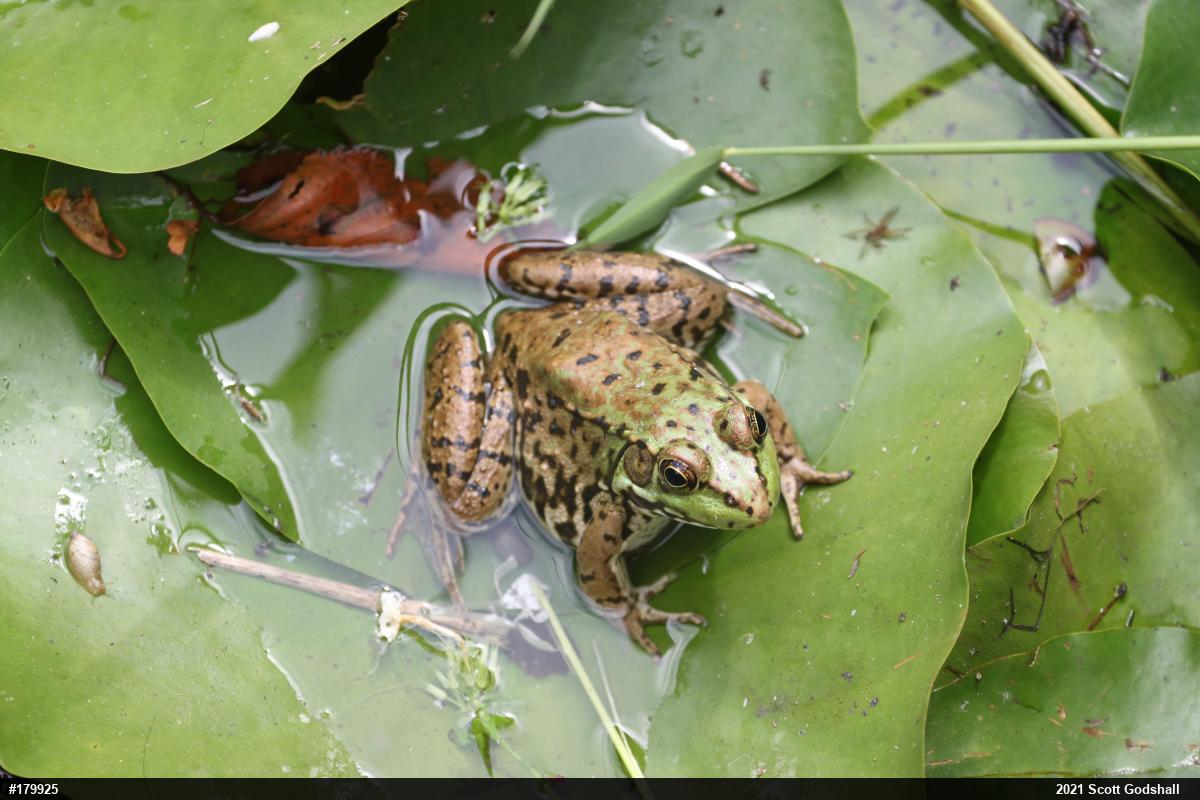Green Frog