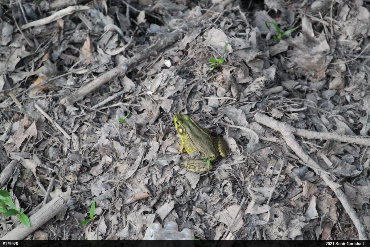 Green Frog