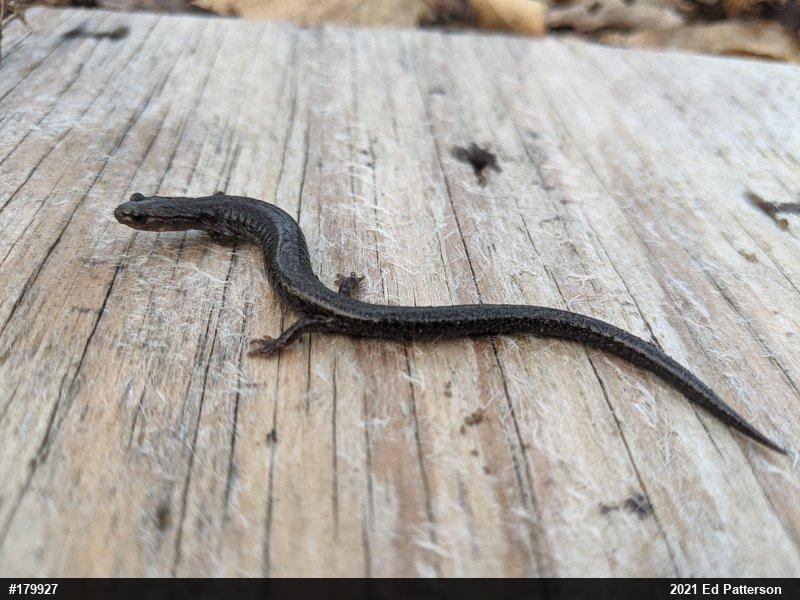 Valley And Ridge Salamander
