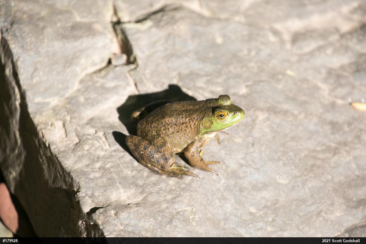 American Bullfrog