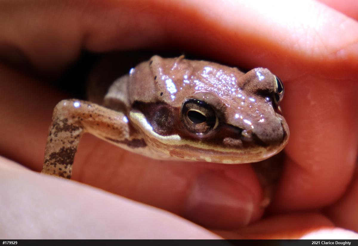 Wood Frog