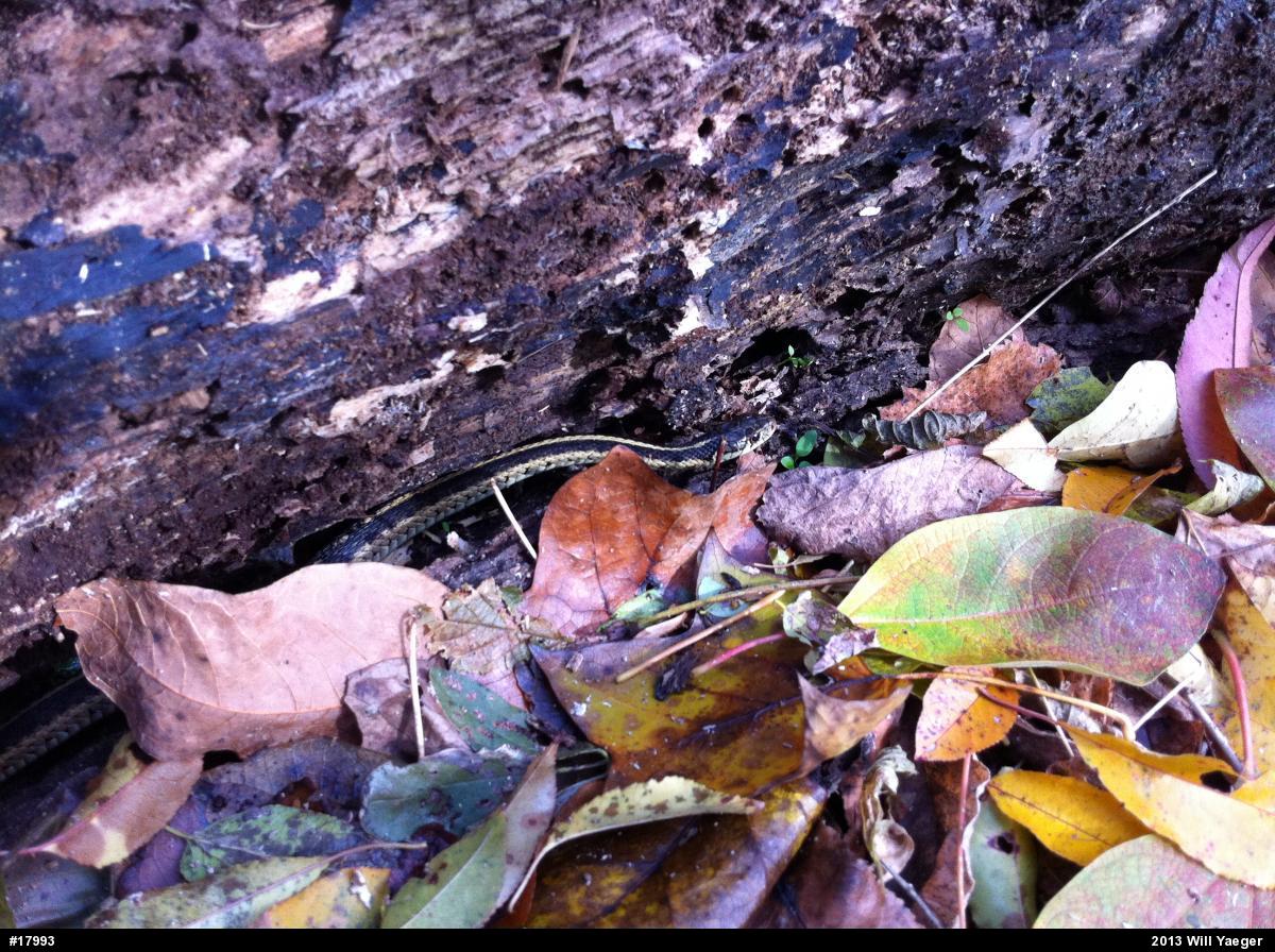 Eastern Gartersnake