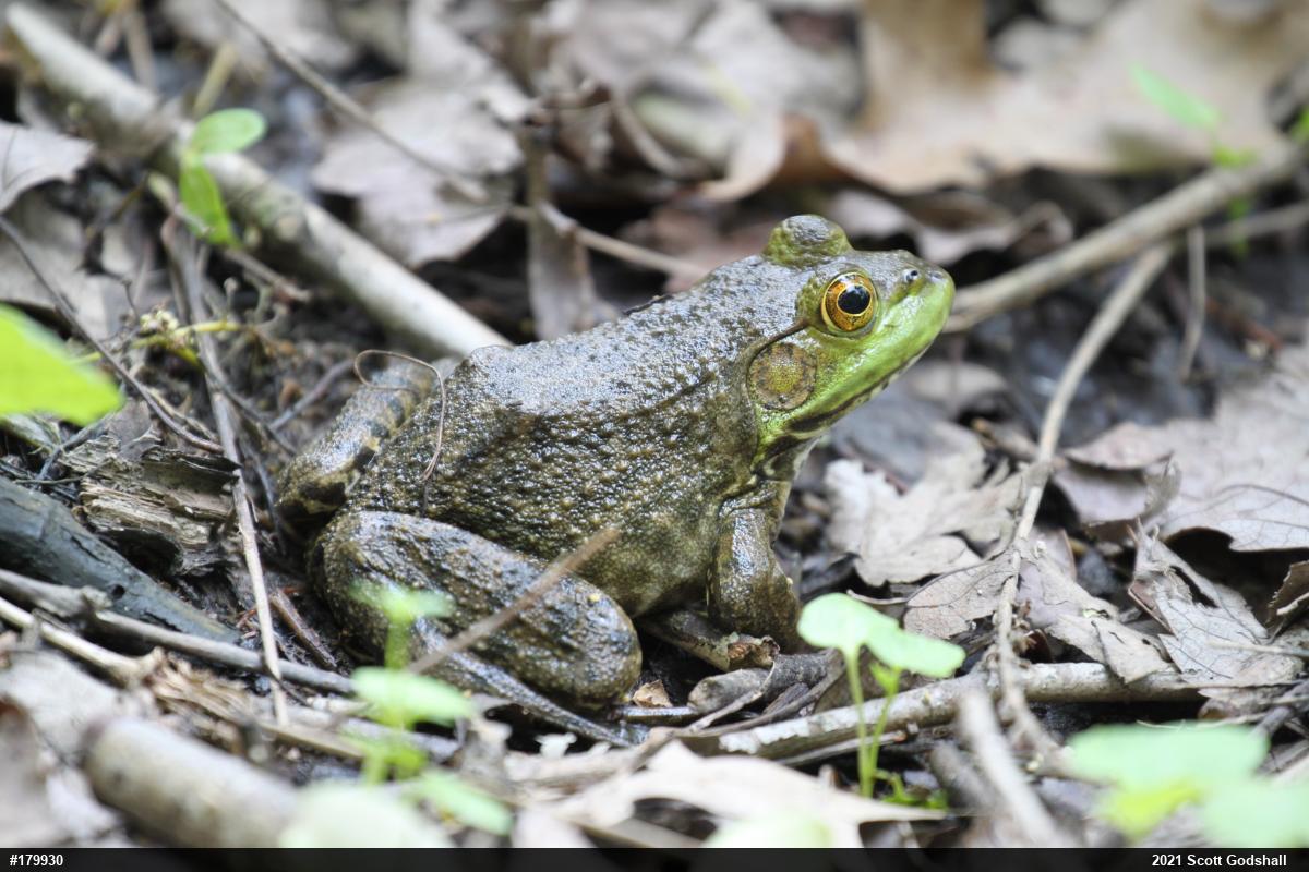 American Bullfrog