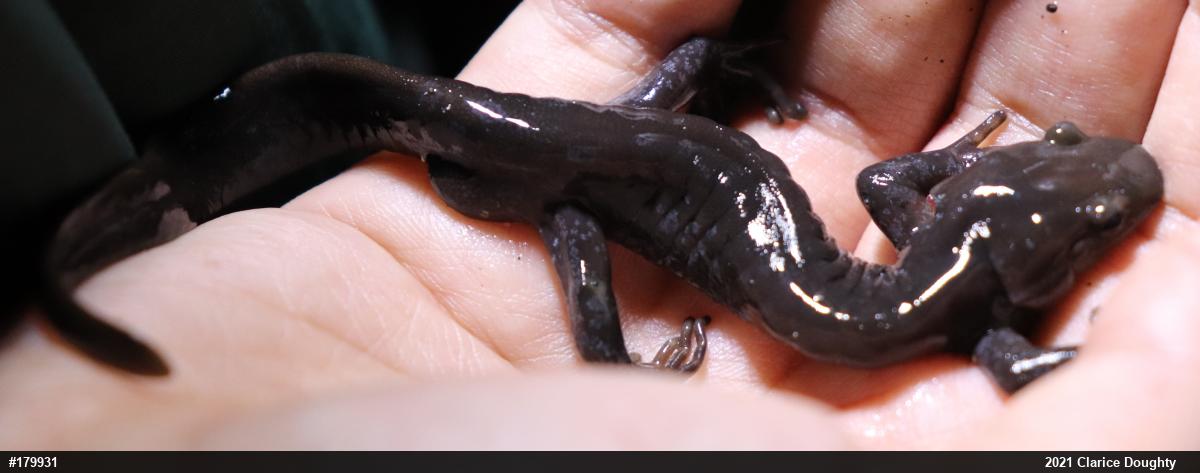 Jefferson Salamander