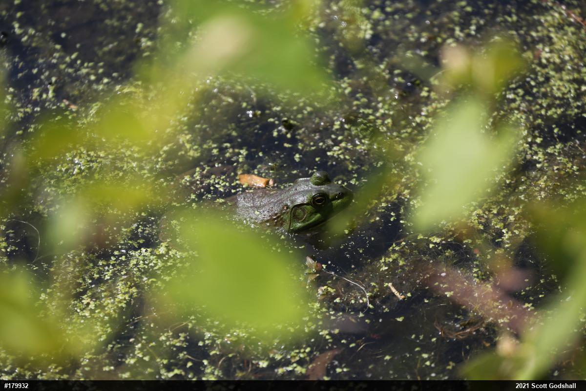 American Bullfrog