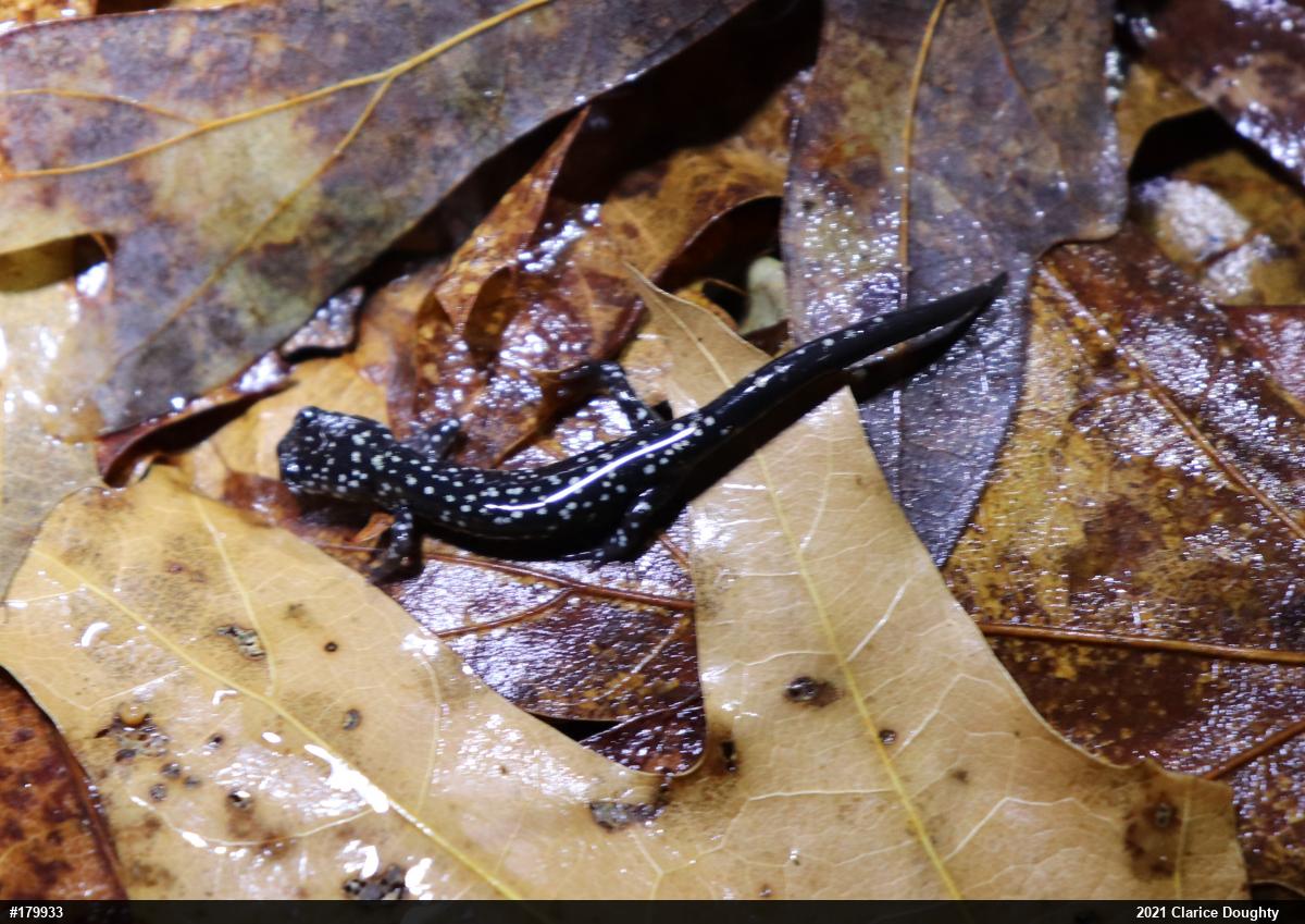 Northern Slimy Salamander