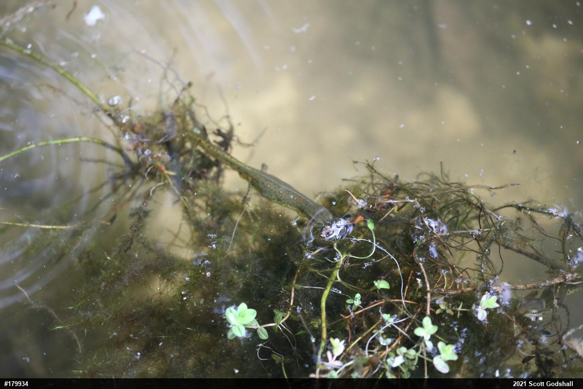 Red-spotted Newt