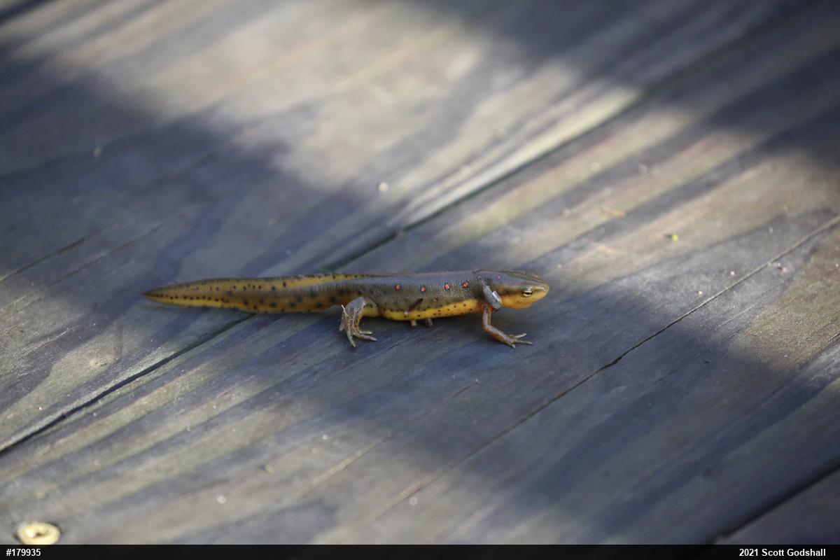 Red-spotted Newt