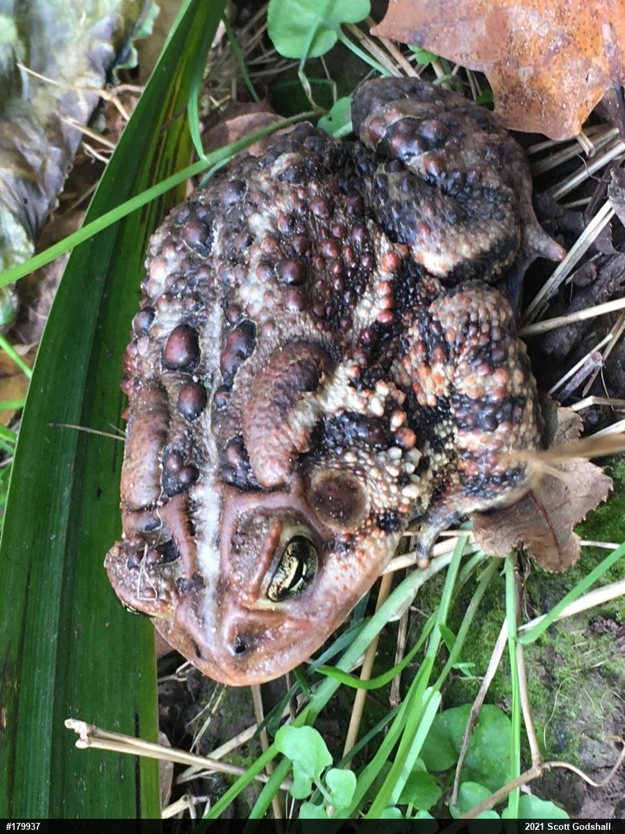 Eastern American Toad