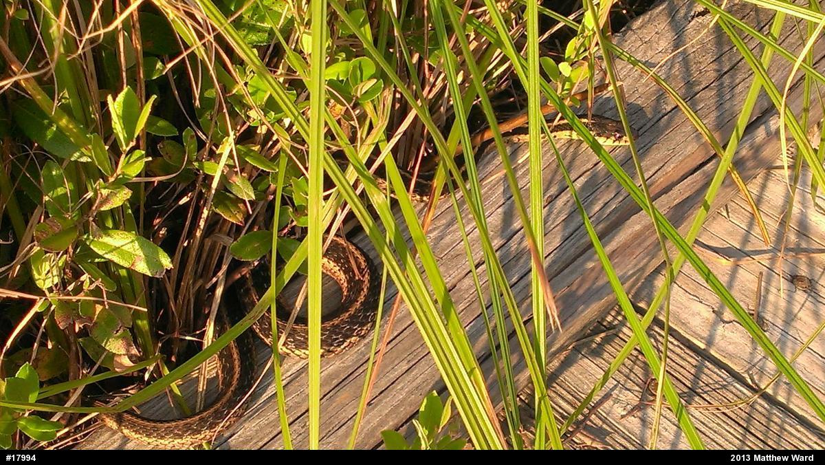 Eastern Gartersnake