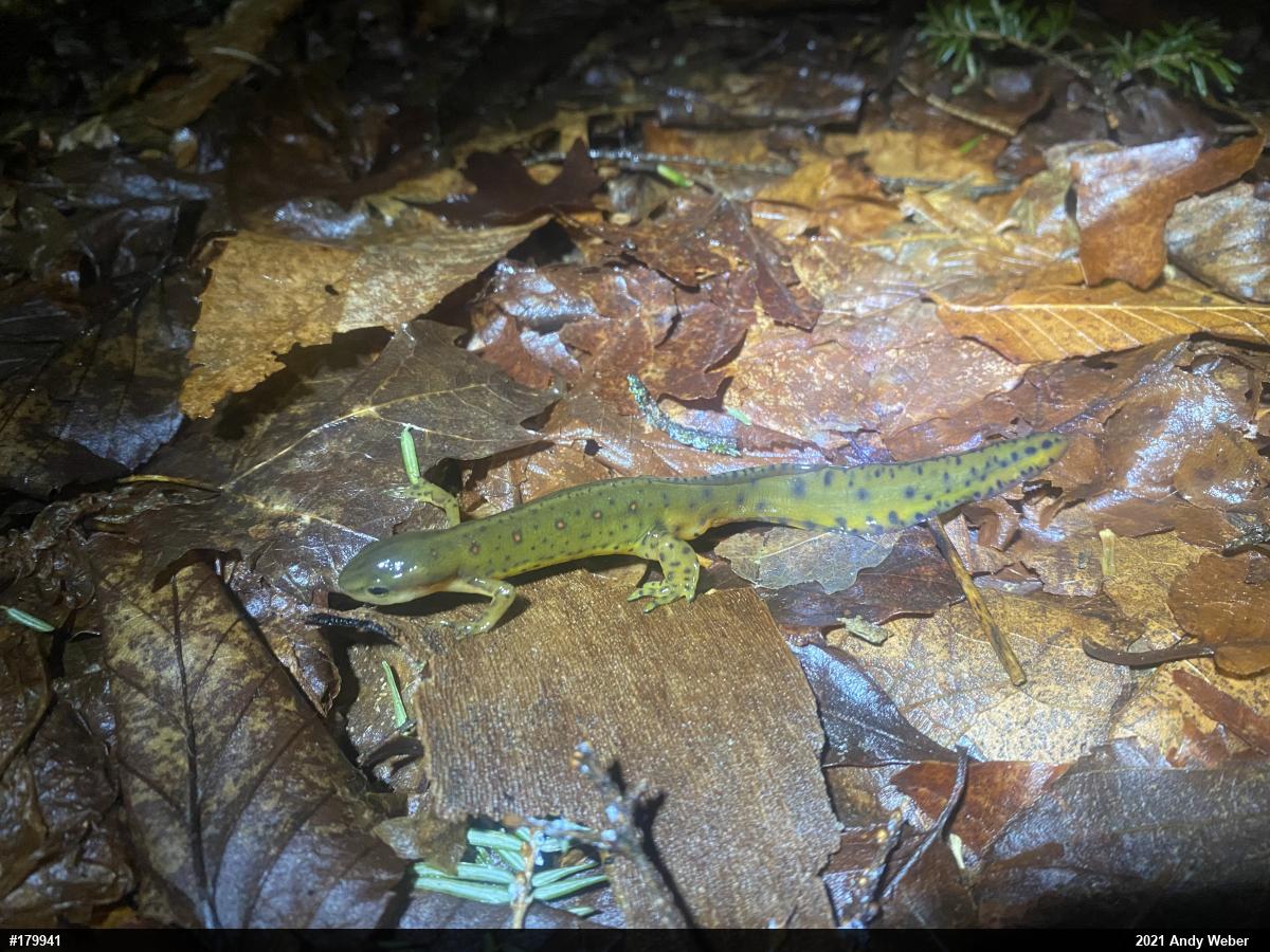 Red-spotted Newt