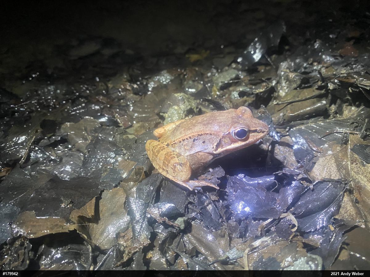 Wood Frog