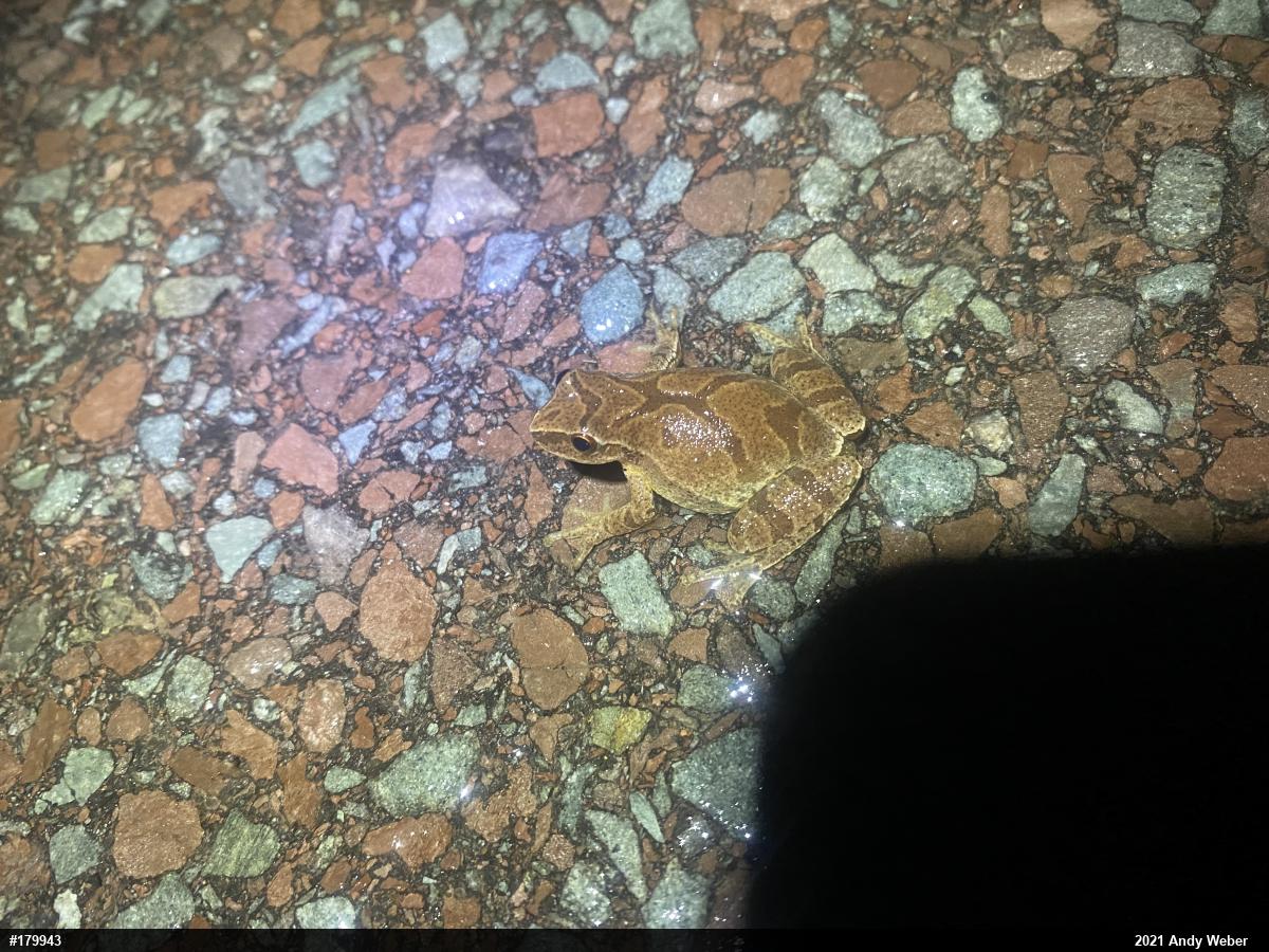 Spring Peeper