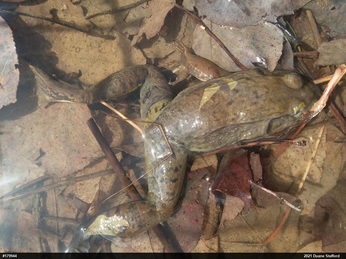 Green Frog