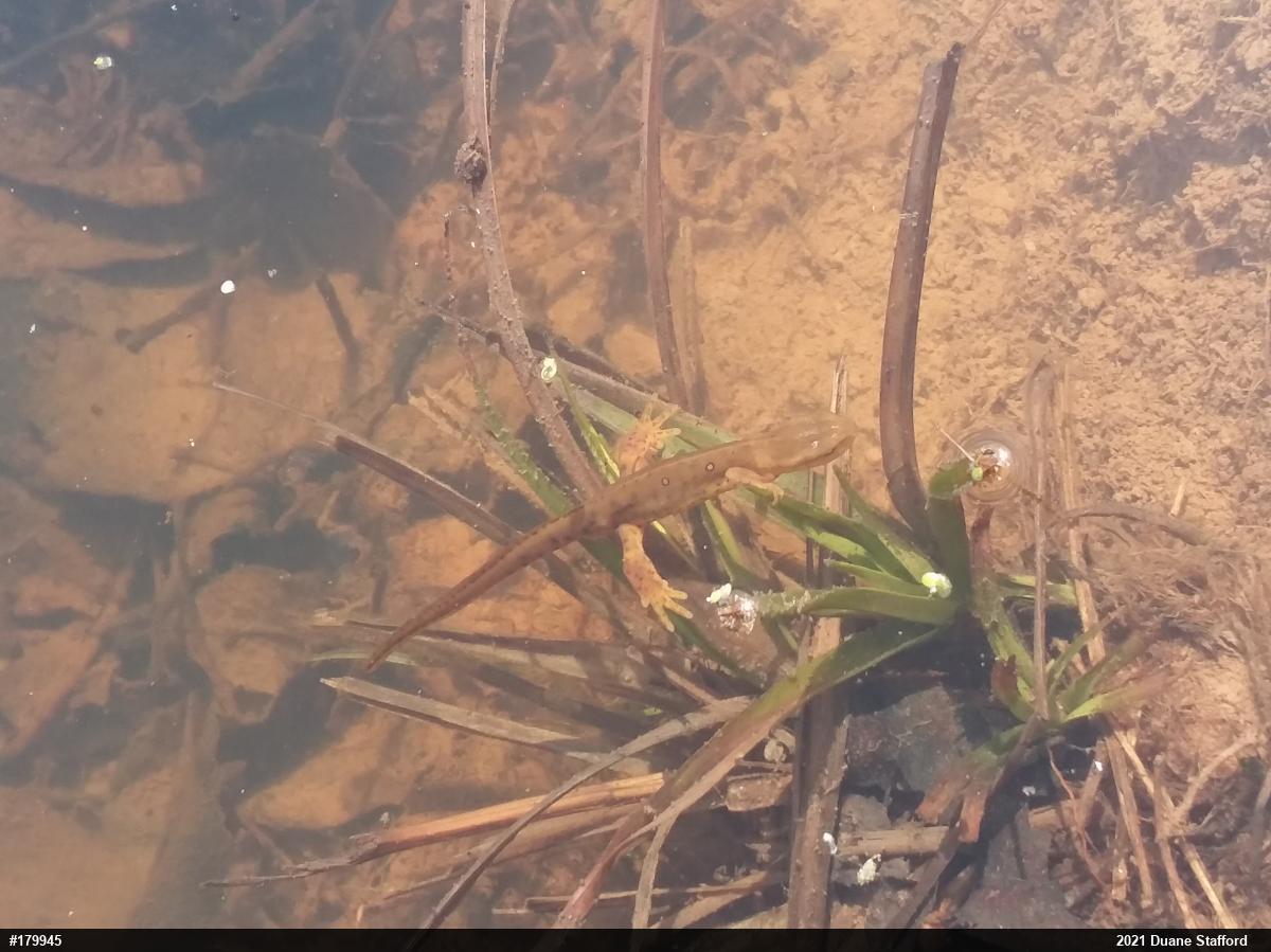 Red-spotted Newt