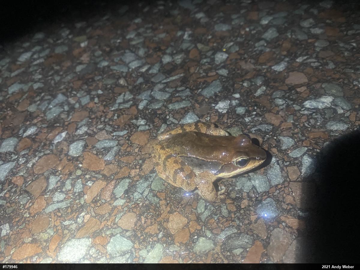 Wood Frog