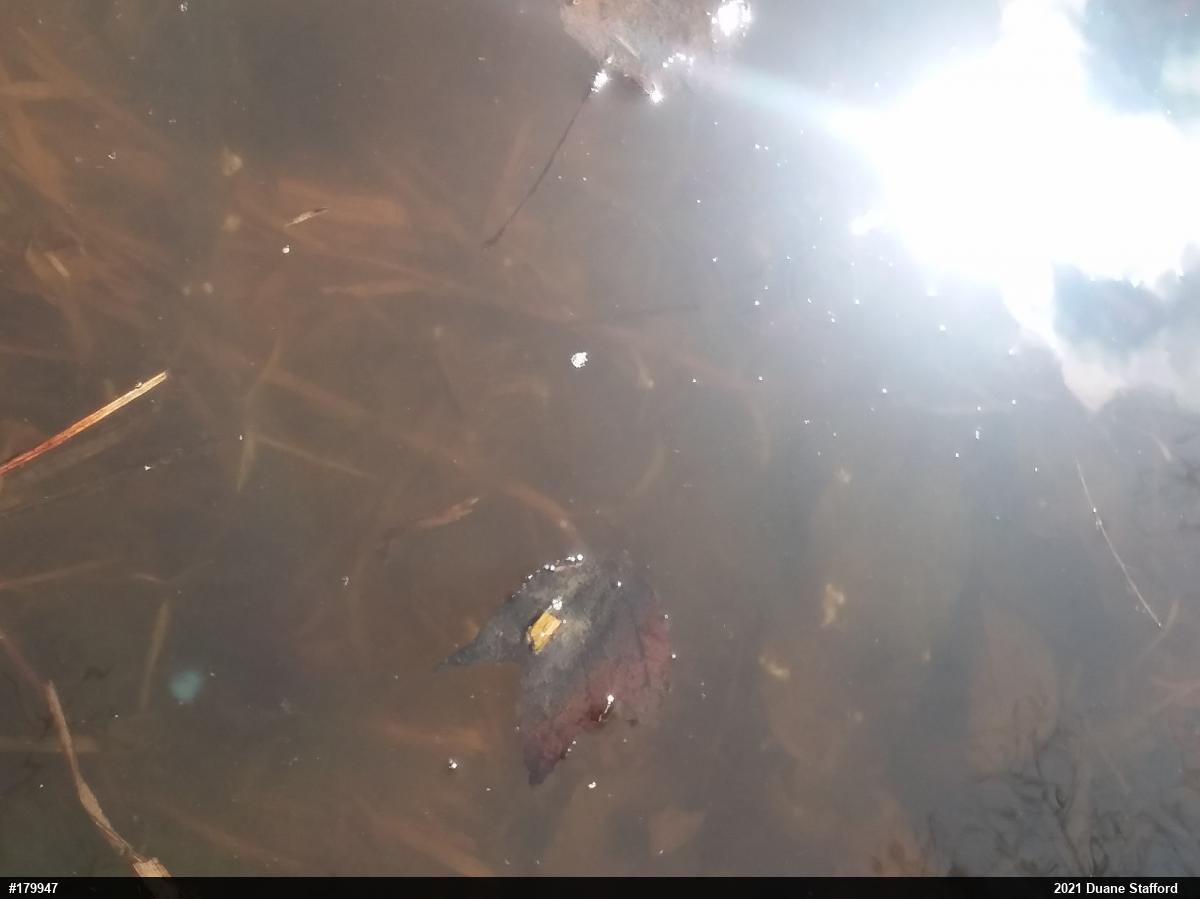 Spotted Salamander