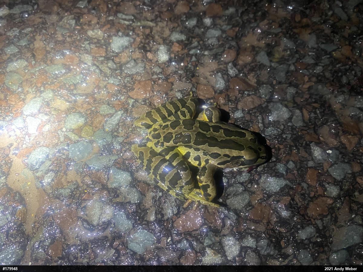 Pickerel Frog