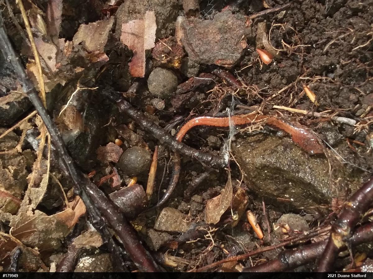 Eastern Red-backed  Salamander