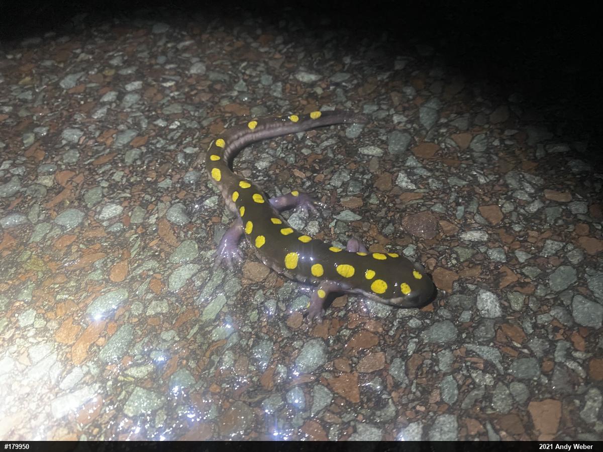 Spotted Salamander