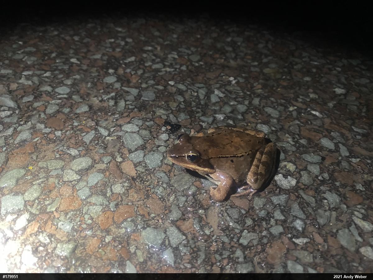 Wood Frog