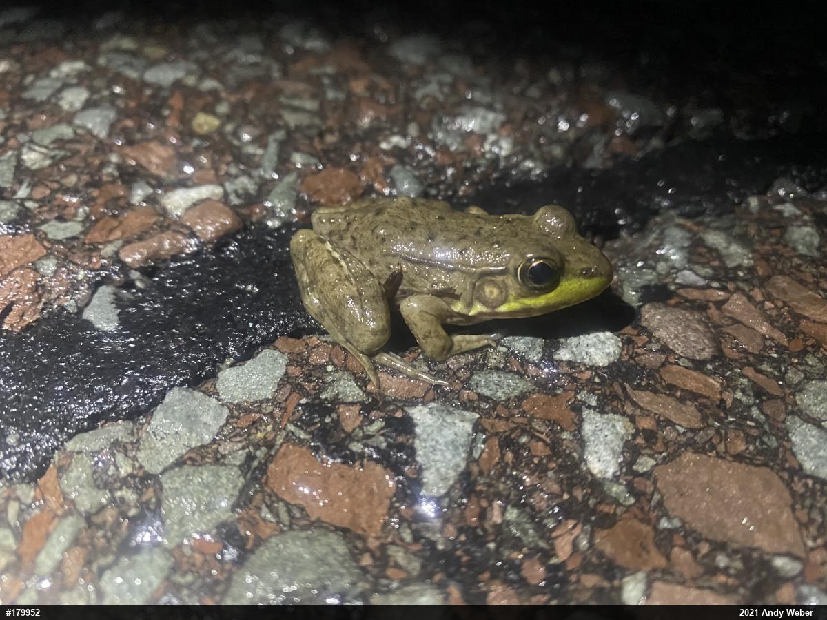 Green Frog