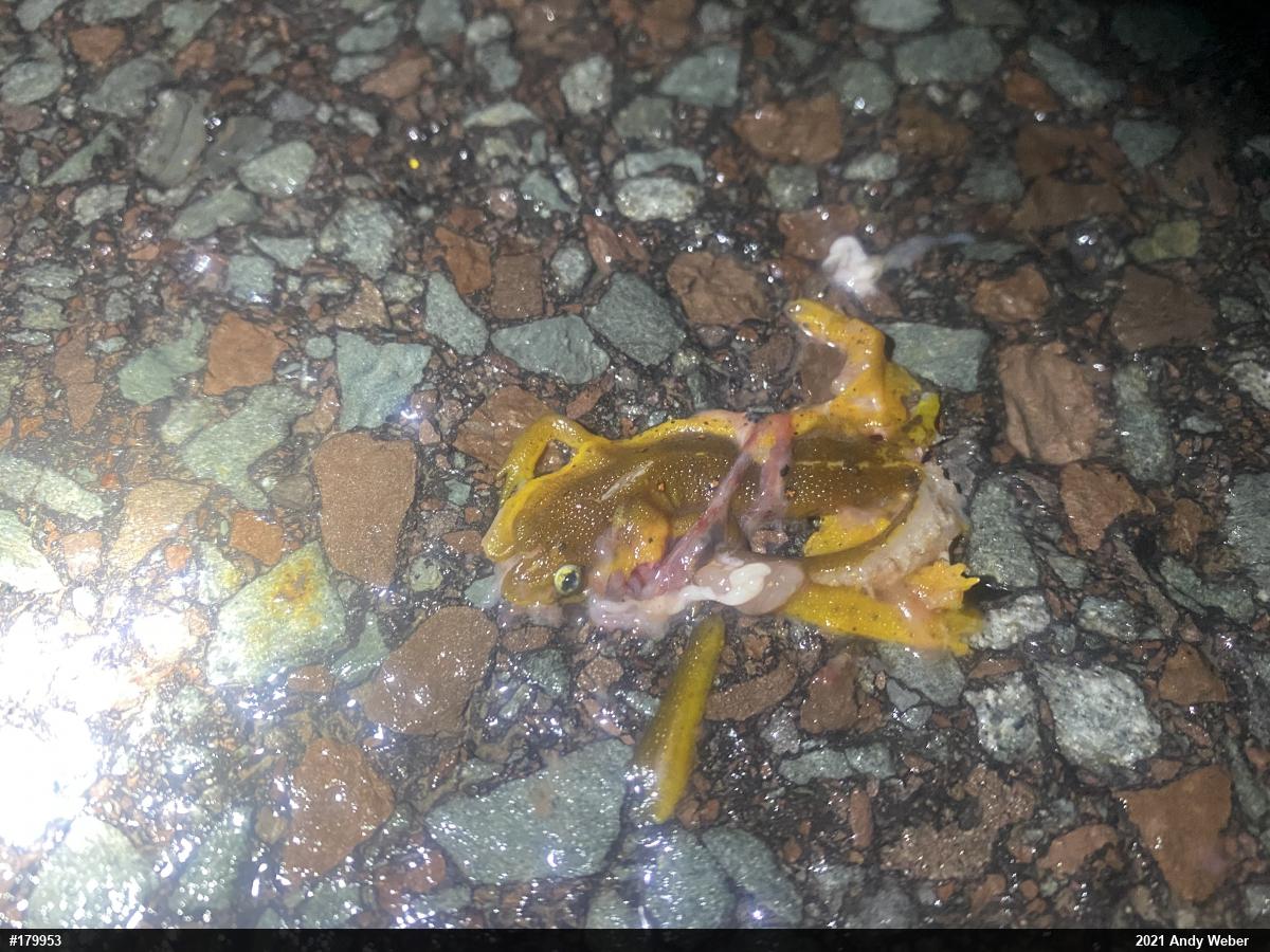 Red-spotted Newt