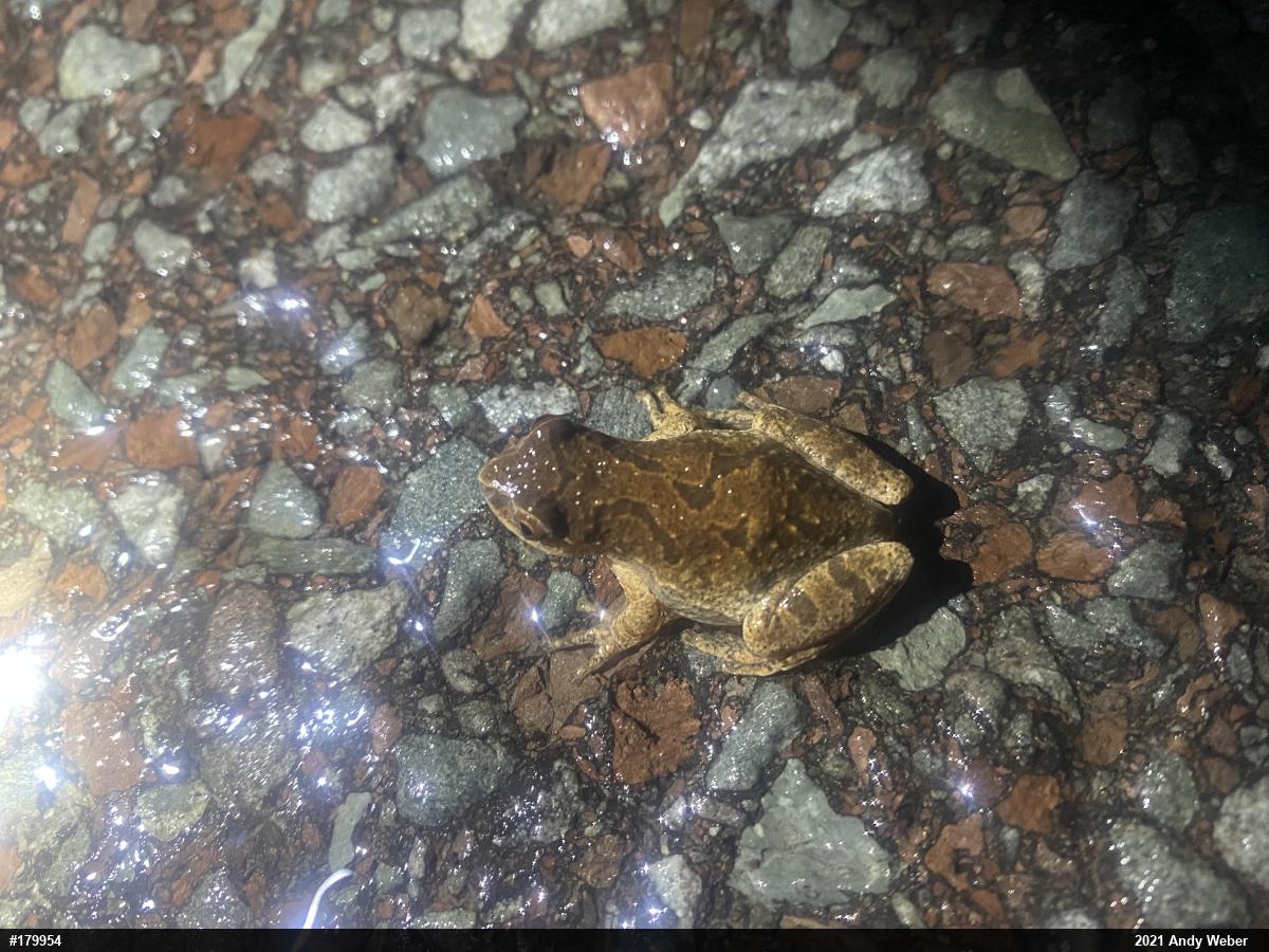 Spring Peeper