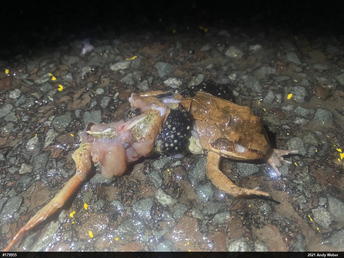 Wood Frog