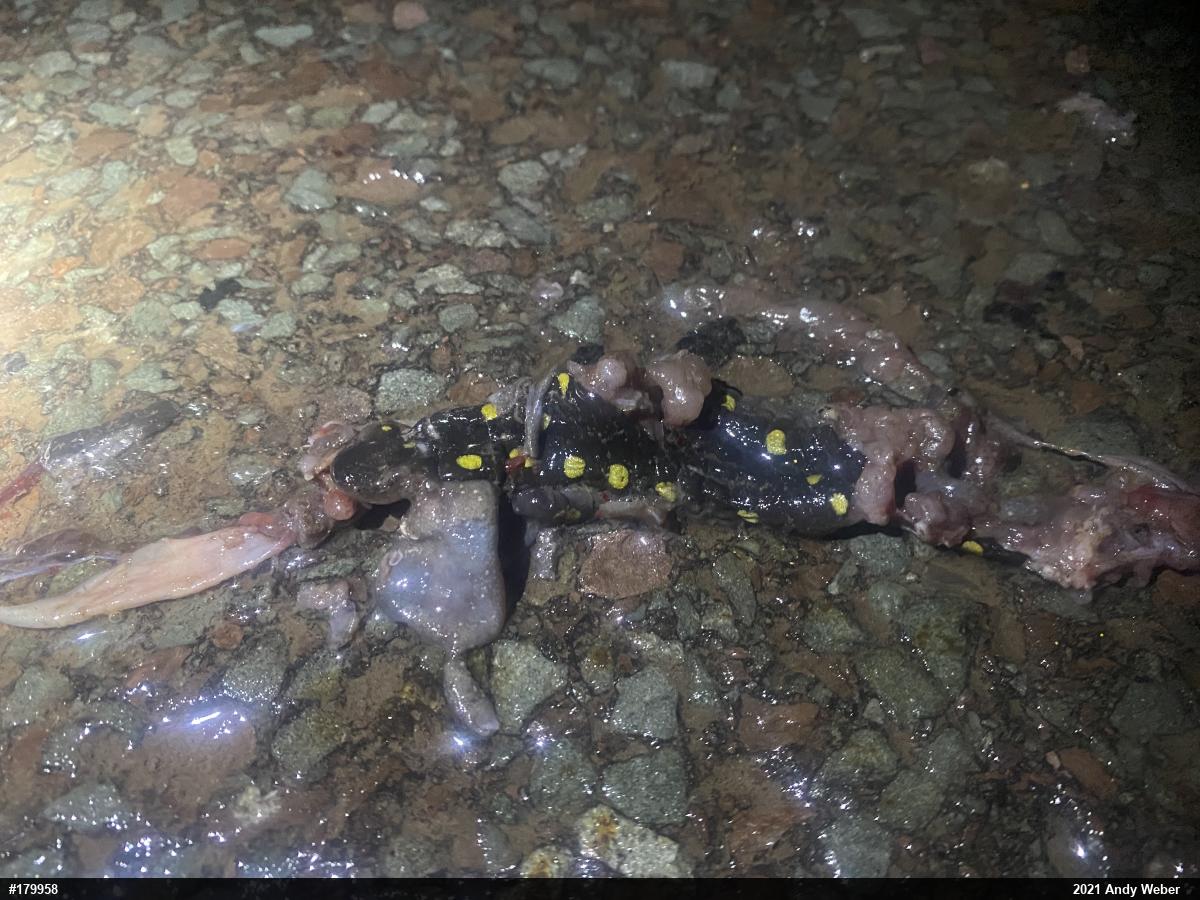 Spotted Salamander