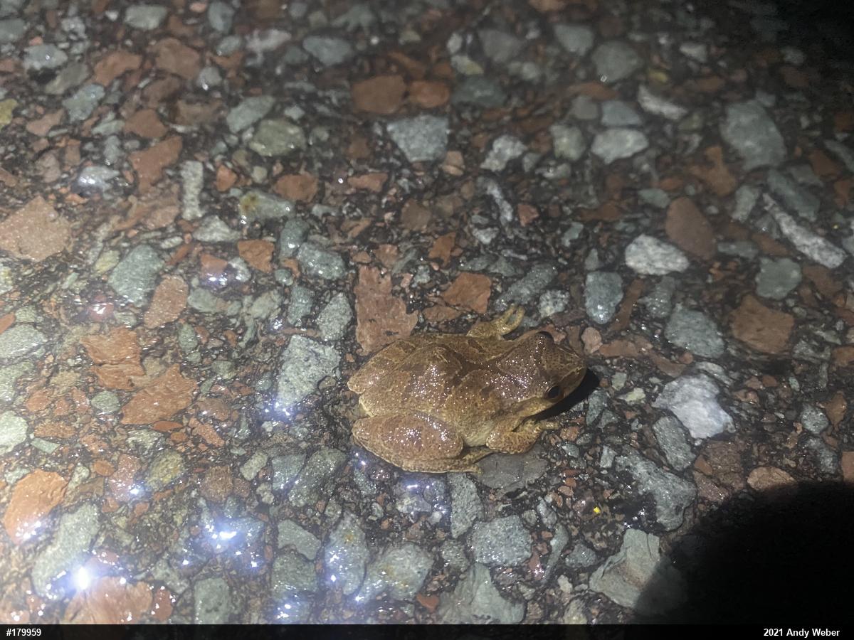 Spring Peeper