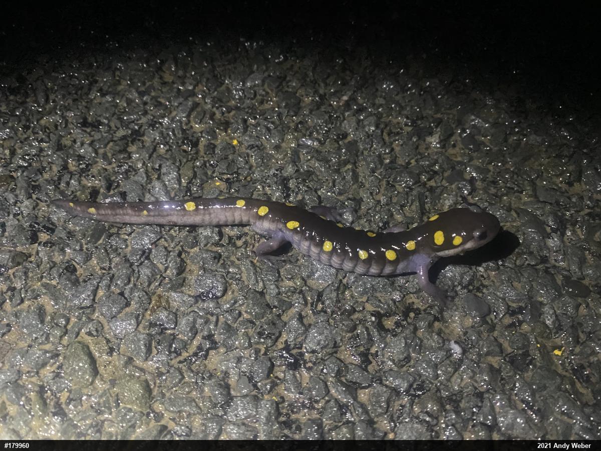 Spotted Salamander