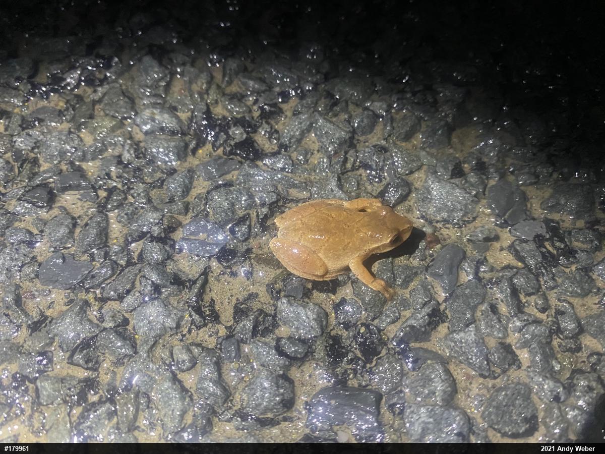Spring Peeper