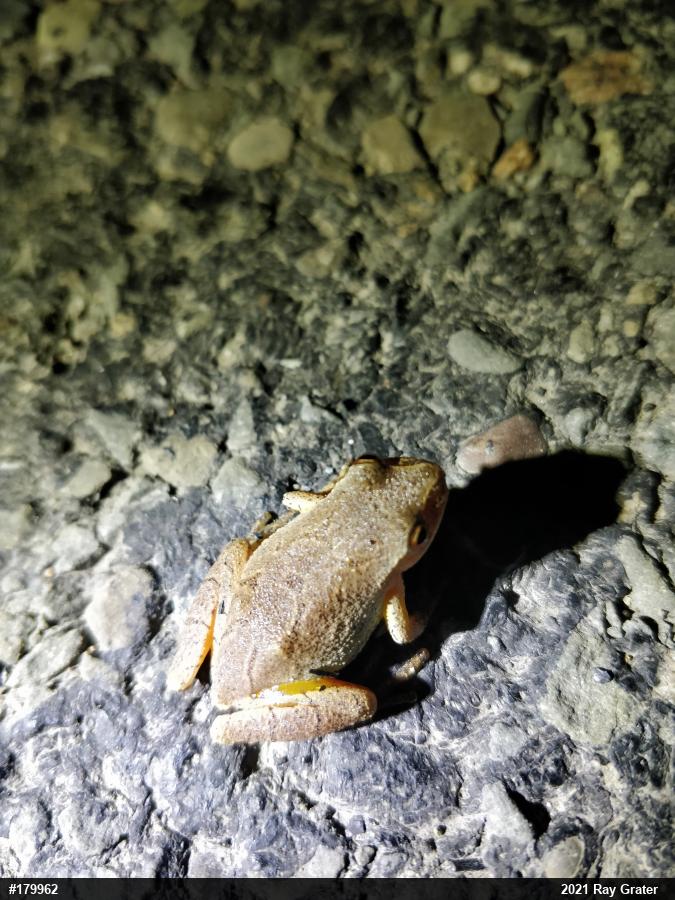 Spring Peeper