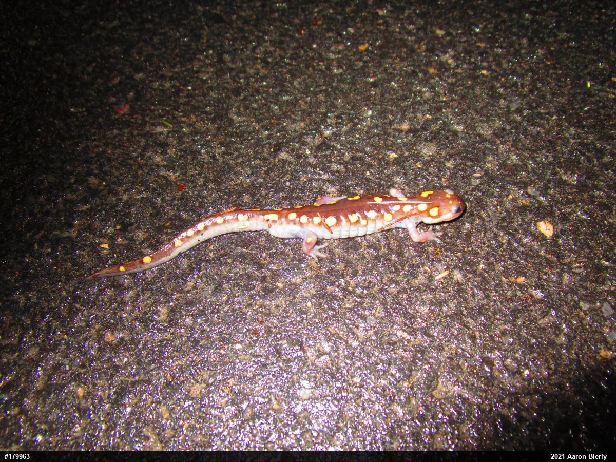 Spotted Salamander
