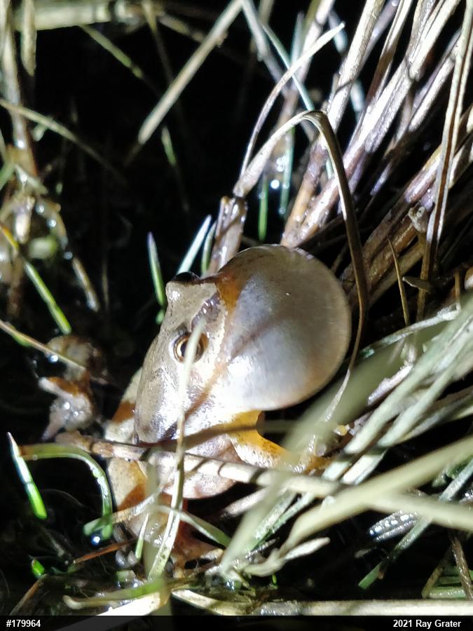 Spring Peeper