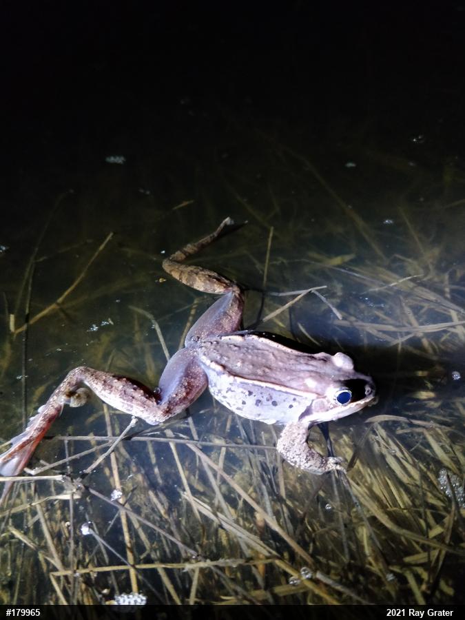 Wood Frog