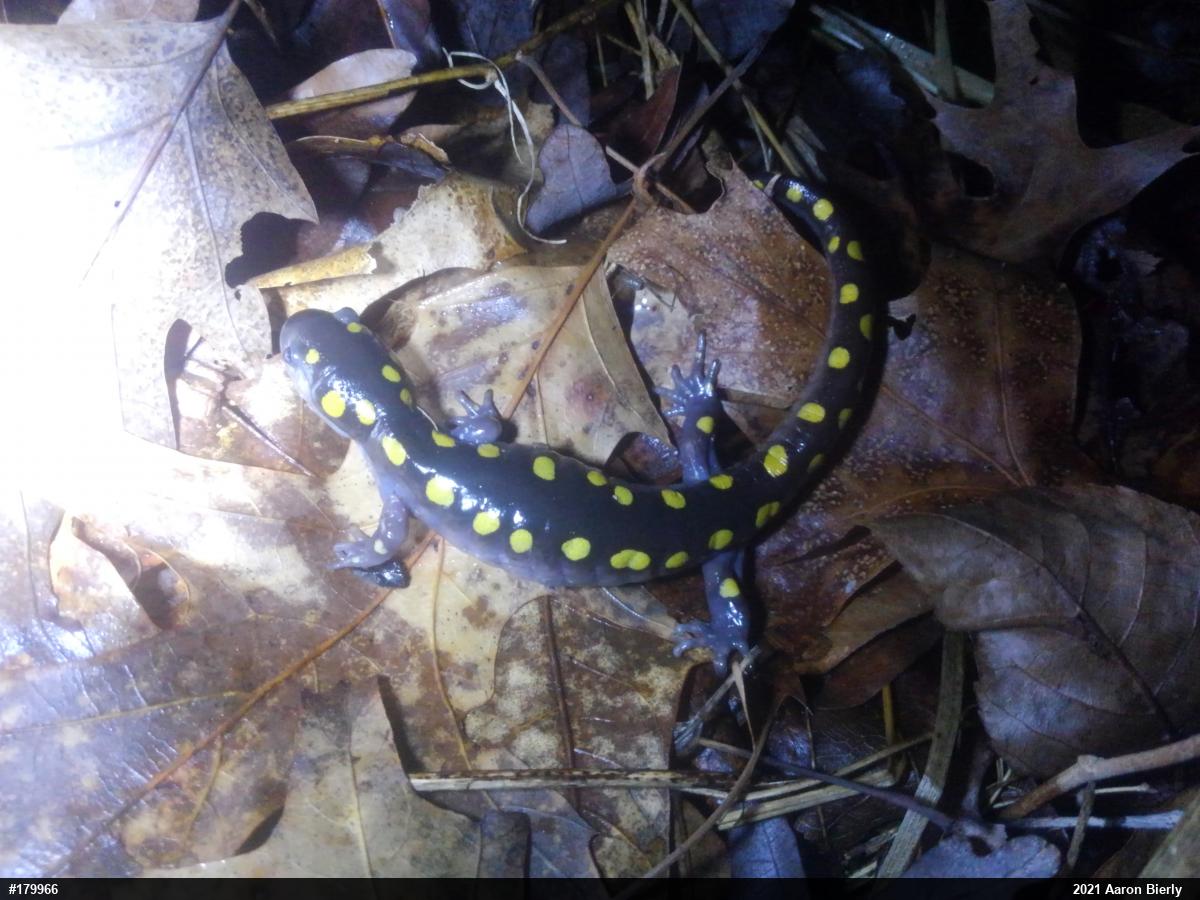 Spotted Salamander