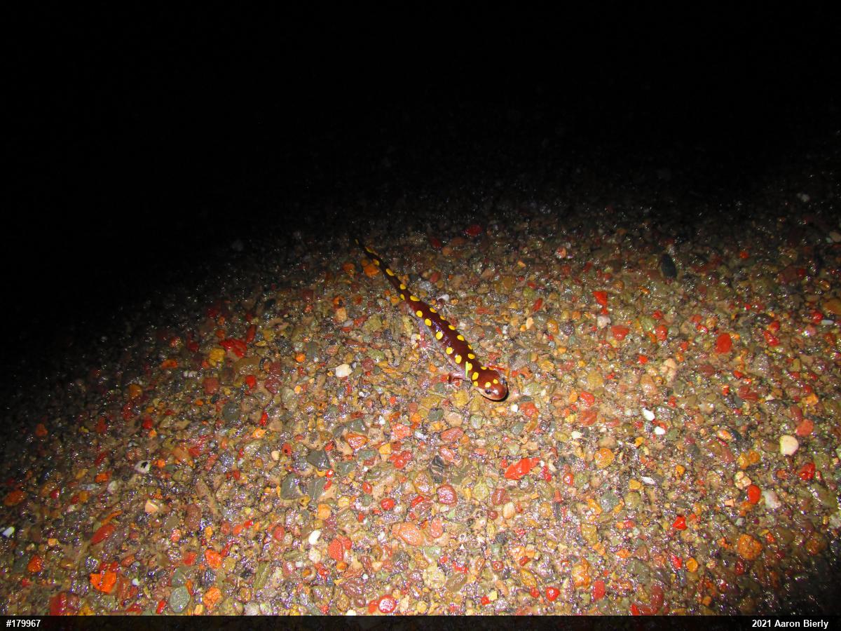 Spotted Salamander