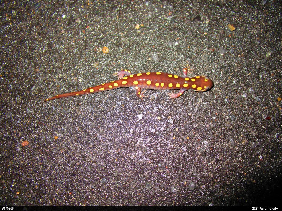 Spotted Salamander