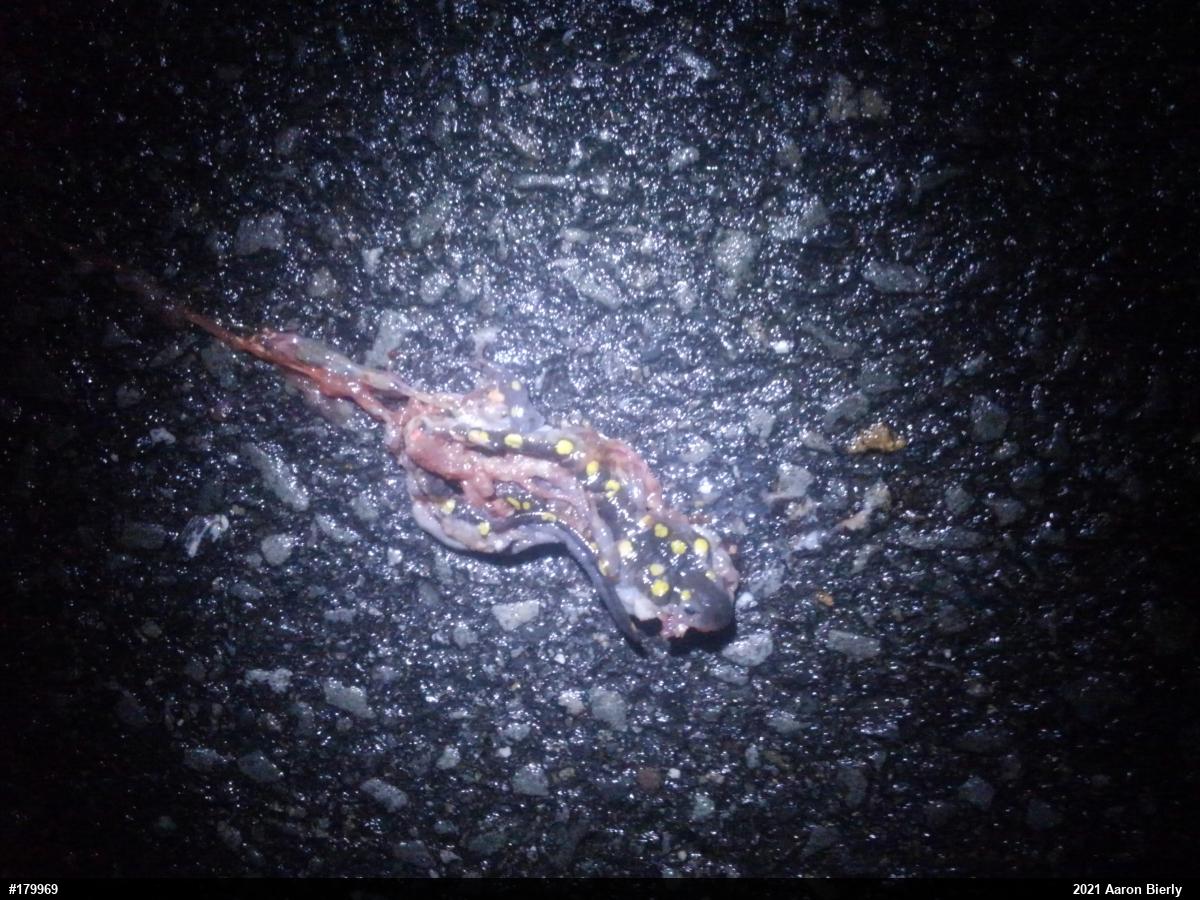 Spotted Salamander