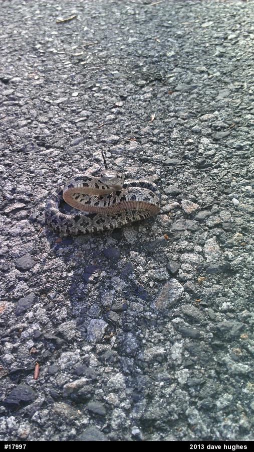 Eastern Ratsnake
