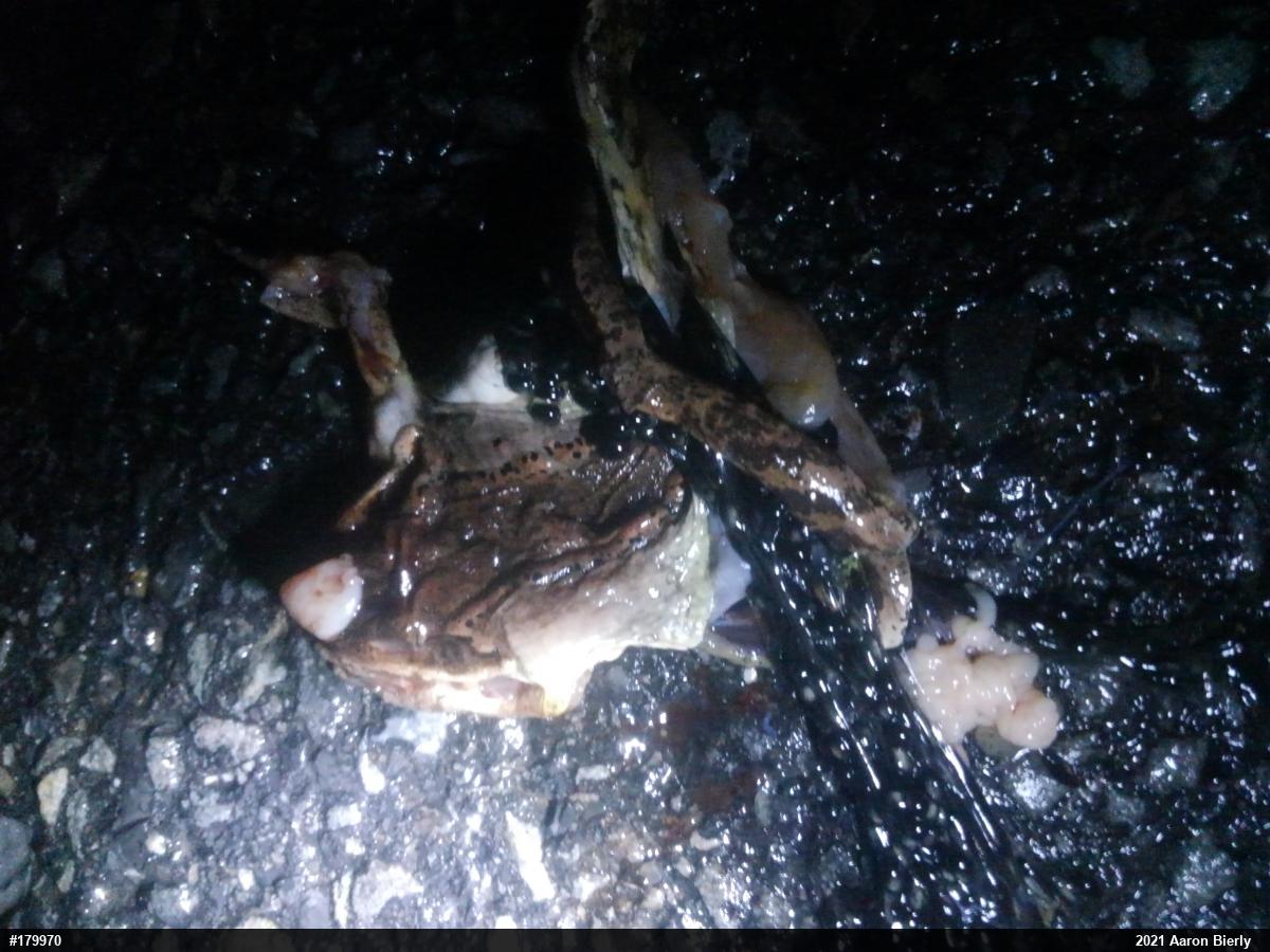 Wood Frog