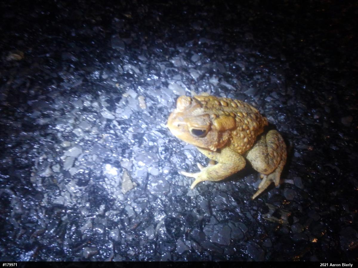 Eastern American Toad