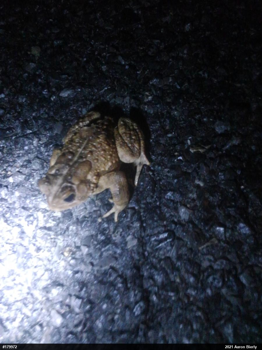 Eastern American Toad