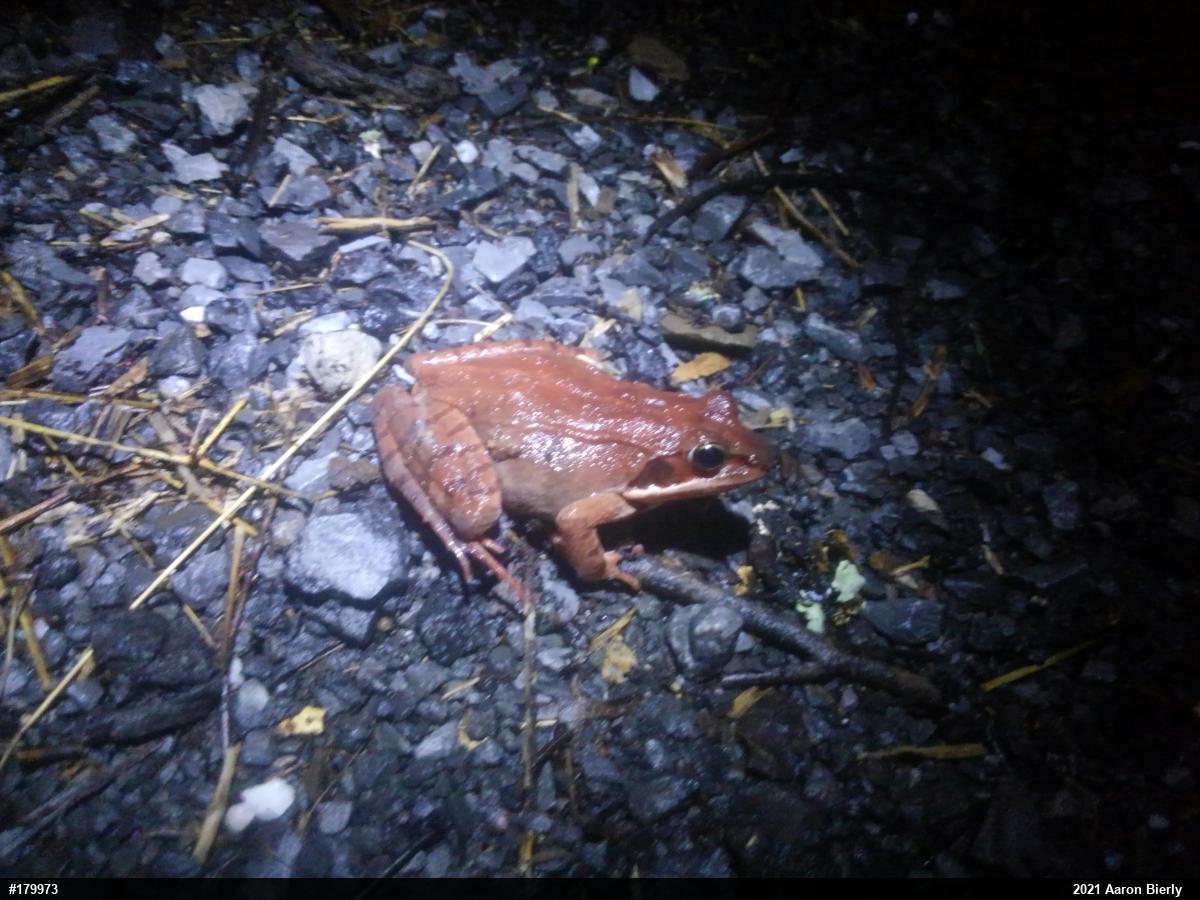 Wood Frog